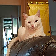 Vérone participe au concours pour gagner de l'argent avec cette photo : cat, white_cat, leather_couch, indoor, domestic, pet, relaxed, feline, animal, household, door, yellow_curtain, lights, floor, wall, open_door, resting, calm, fur, portrait