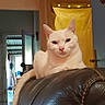 cat, white_cat, leather_couch, indoor, domestic, pet, relaxed, feline, animal, household, door, yellow_curtain, lights, floor, wall, open_door, resting, calm, fur, portrait