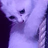 Vérone participe au concours pour gagner de l'argent avec cette photo : kitten, cat, white_cat, rope, climbing, curious, pet, animal, feline, closeup, portrait, indoor, young_cat, cute, fluffy, paw, looking_down, purple_background, soft_fur, domestic_cat
