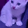 Vérone participe au concours pour gagner de l'argent avec cette photo : kitten, cat, white_cat, pet, animal, cute, indoor, purple_light, soft_surface, small_animal, feline, young_cat, sitting, curious, whiskers, ears, paws, fur, looking_away, domestic_cat