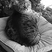 Azzaro participe au concours pour gagner de l'argent avec cette photo : cat, tabby, cushion, pet, feline, indoor, leafy_background, resting, fur, whiskers, animal, looking_back, comfort, cozy, home, relaxed, seat, cute, domestic, portrait