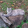 Chelsea participe au concours pour gagner de l'argent avec cette photo : cat, gray_tabby, rock, grass, leaves, outdoor, animal, nature, relaxed, feline, wildlife, daylight, curious, mammal, resting, greenery, plant, stone, pet, lying