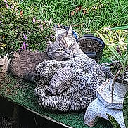 Chelsea participe au concours pour gagner de l'argent avec cette photo : cat, garden, plant, flower, pot, statue, greenery, outdoor, decor, fluffy_cat, relaxing, leaf, nature, table, artistic_filter, serene, texture, sunlight, peaceful, animal