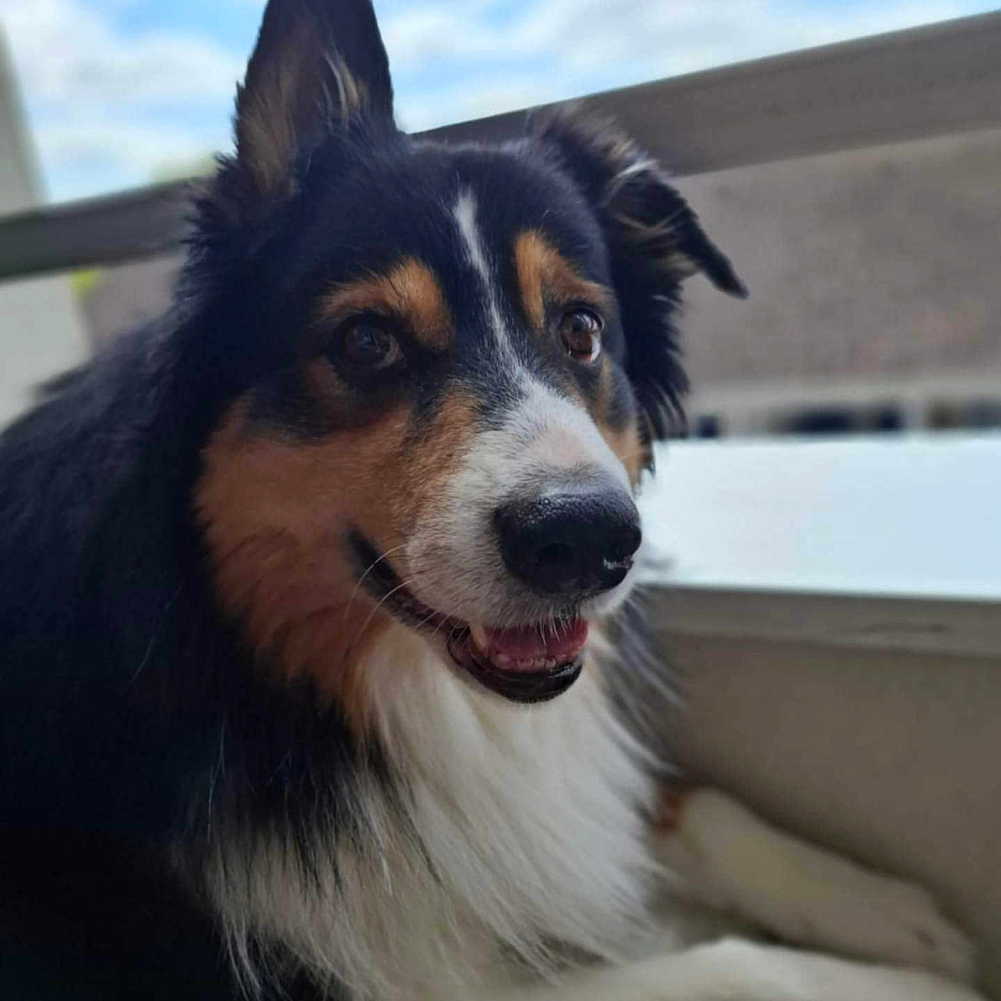Aiko a rejoint le concours — aidez-le/la à gagner de superbes lots ! dog, tricolor, pet, animal, fluffy, indoors, window, sky, building, portrait, closeup, face, nose, ears, fur, expression, relaxed, candid, daylight, smiling