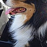 Aiko a rejoint le concours — aidez-le/la à gagner de superbes lots ! dog, australian_shepherd, pet, animal, car_interior, window, tongue_out, happy, fur, black, white, brown, seat, sunlight, greenery, side_view, domestic_animal, canine, companion, transport
