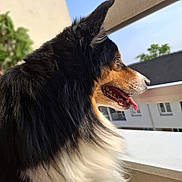 Aiko a rejoint le concours — aidez-le/la à gagner de superbes lots ! dog, pet, animal, outdoor, balcony, fence, sunlight, fur, tongue, black_fur, white_fur, brown_fur, side_view, window, building, sky, tree, daytime, canine, looking