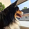 dog, pet, animal, outdoor, balcony, fence, sunlight, fur, tongue, black_fur, white_fur, brown_fur, side_view, window, building, sky, tree, daytime, canine, looking