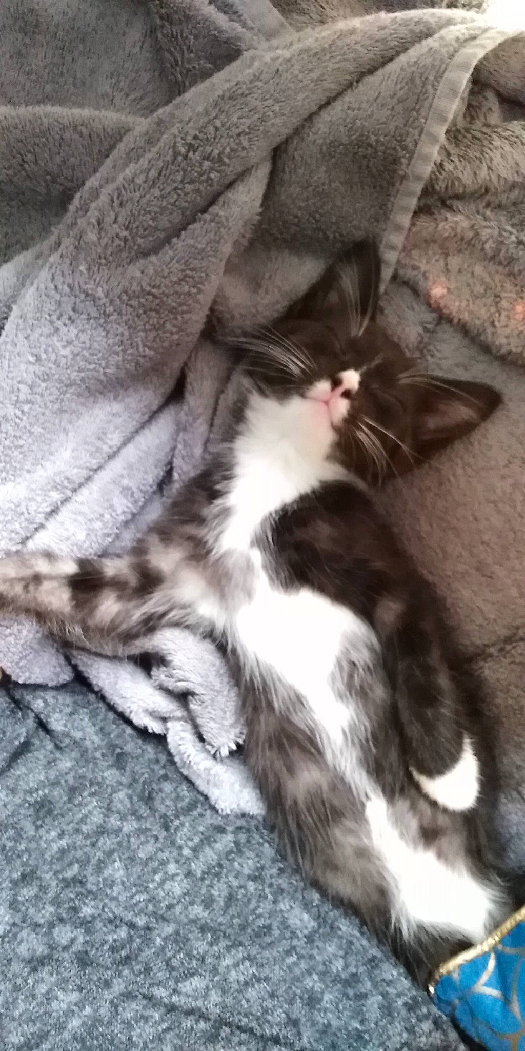 Ray participe au concours pour gagner de l'argent avec cette photo : canidae, carnivore, cat, claw, comfort, companion_dog, dog_breed, domestic_short_haired_cat, fawn, felidae, fur, grey, human_leg, liver, paw, small_to_medium_sized_cats, sporting_group, tail, whiskers, wood