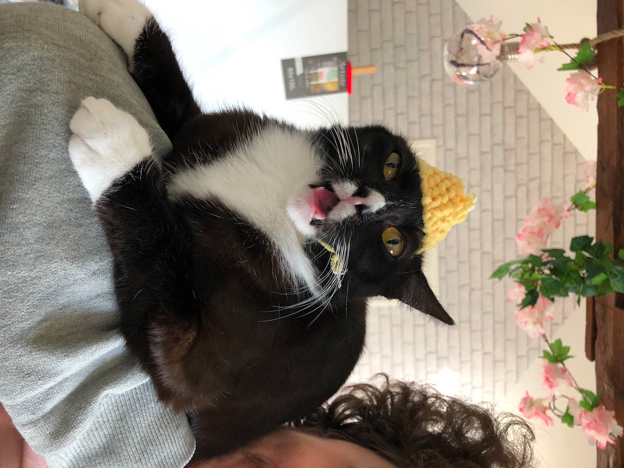 Ray a rejoint le concours — aidez-le/la à gagner de superbes lots ! black_cat, carnivore, cat, cat_supply, claw, comfort, domestic_short_haired_cat, eyelash, fang, felidae, fur, houseplant, paw, plant, small_to_medium_sized_cats, snout, tail, terrestrial_animal, whiskers, window