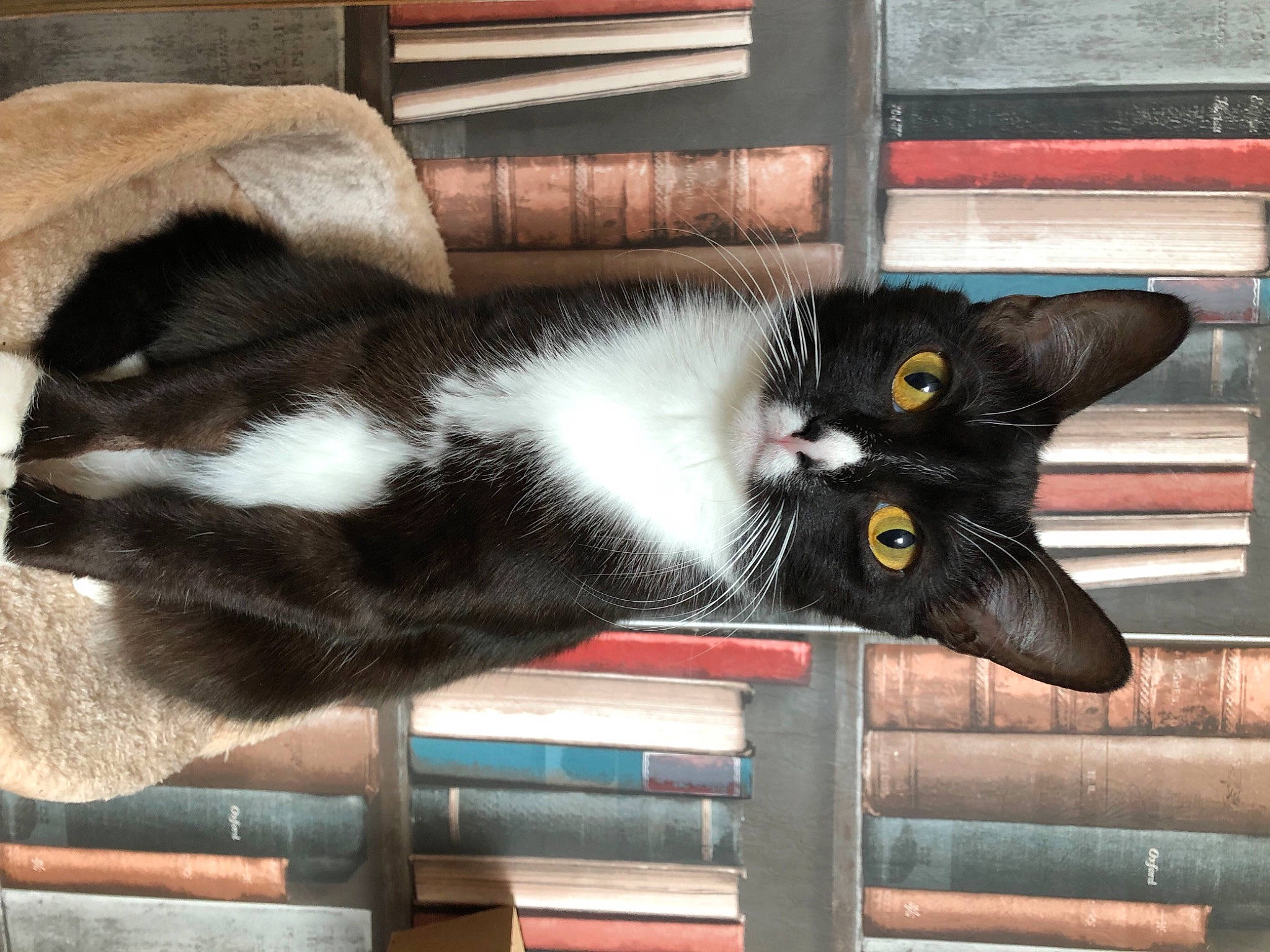 Ray a rejoint le concours — aidez-le/la à gagner de superbes lots ! black_cat, carnivore, cat, claw, comfort, domestic_short_haired_cat, felidae, fur, hardwood, mammal, paw, plant, small_to_medium_sized_cats, snout, tail, whiskers, window, wood