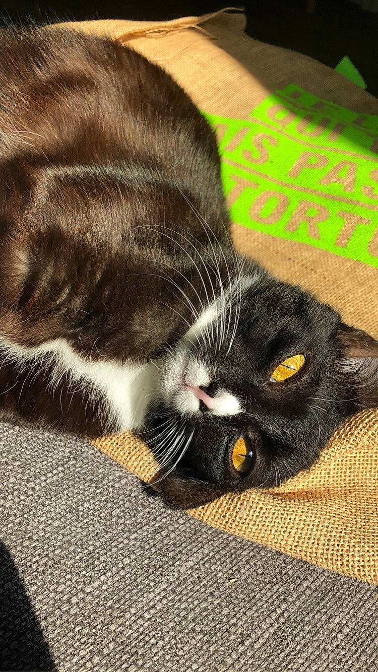 Ray a rejoint le concours — aidez-le/la à gagner de superbes lots ! carnivore, cat, claw, comfort, domestic_short_haired_cat, felidae, flooring, fur, grass, grey, human_leg, paw, small_to_medium_sized_cats, snout, tail, whiskers