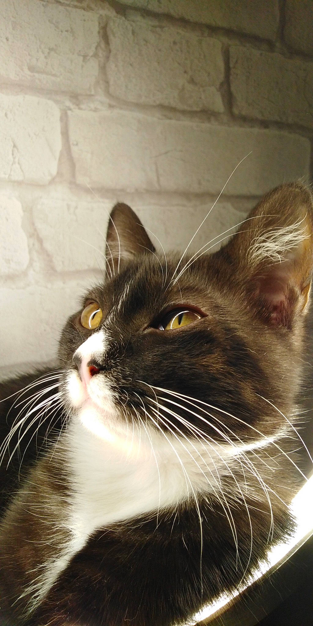 Ray participe au concours pour gagner de l'argent avec cette photo : carnivore, cat, comfort, domestic_short_haired_cat, felidae, fur, monochrome_photography, small_to_medium_sized_cats, snout, vertebrate, whiskers, window