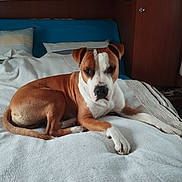Bandy a rejoint le concours — aidez-le/la à gagner de superbes lots ! dog, bed, blanket, pillow, brown_and_white, indoor, resting, furniture, wood, calm, pet, animal, canine, cozy, relaxed, lying_down, comfort, looking_at_camera, home, domestic