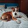 dog, bed, blanket, pillow, brown_and_white, indoor, resting, furniture, wood, calm, pet, animal, canine, cozy, relaxed, lying_down, comfort, looking_at_camera, home, domestic