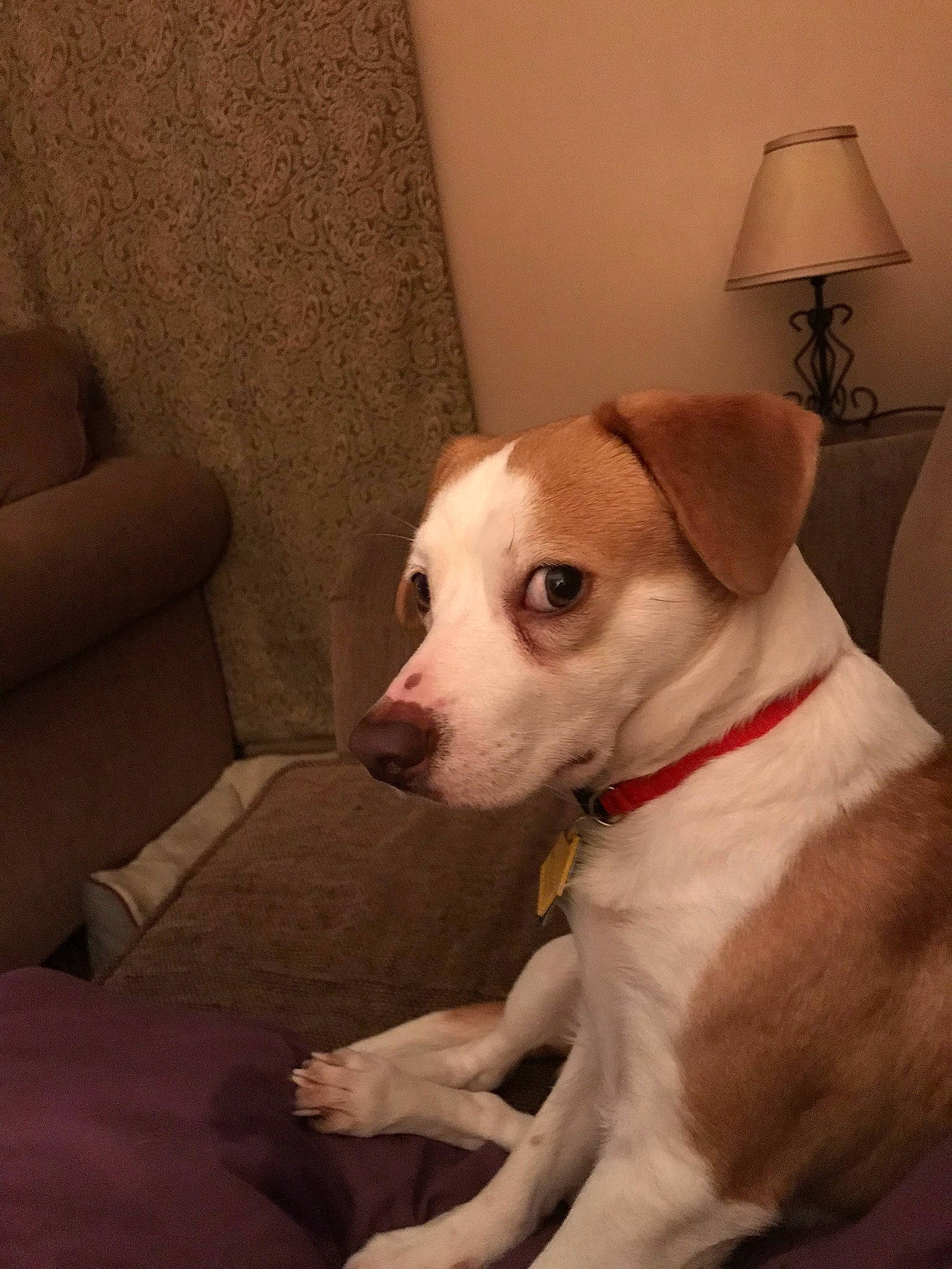 Benji is registered to the contest to win money with this photo: canidae, carnivore, companion_dog, dog, dog_breed, ear, fawn, feist, greyhound, italian_greyhound, lurcher, mammal, potcake_dog, rare_breed_dog, russell_terrier, snout, tail, vertebrate, whippet, whiskers