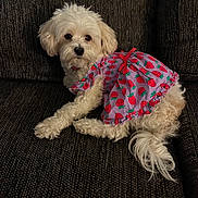 Lola is registered to the contest to win money with this photo: dog, white_dog, pet, dress, clothing, strawberry_pattern, bow, couch, furniture, indoor, cute, fluffy, small_dog, resting, animal, companion, fur, portrait, relaxed, domestic