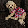 dog, white_dog, pet, dress, clothing, strawberry_pattern, bow, couch, furniture, indoor, cute, fluffy, small_dog, resting, animal, companion, fur, portrait, relaxed, domestic