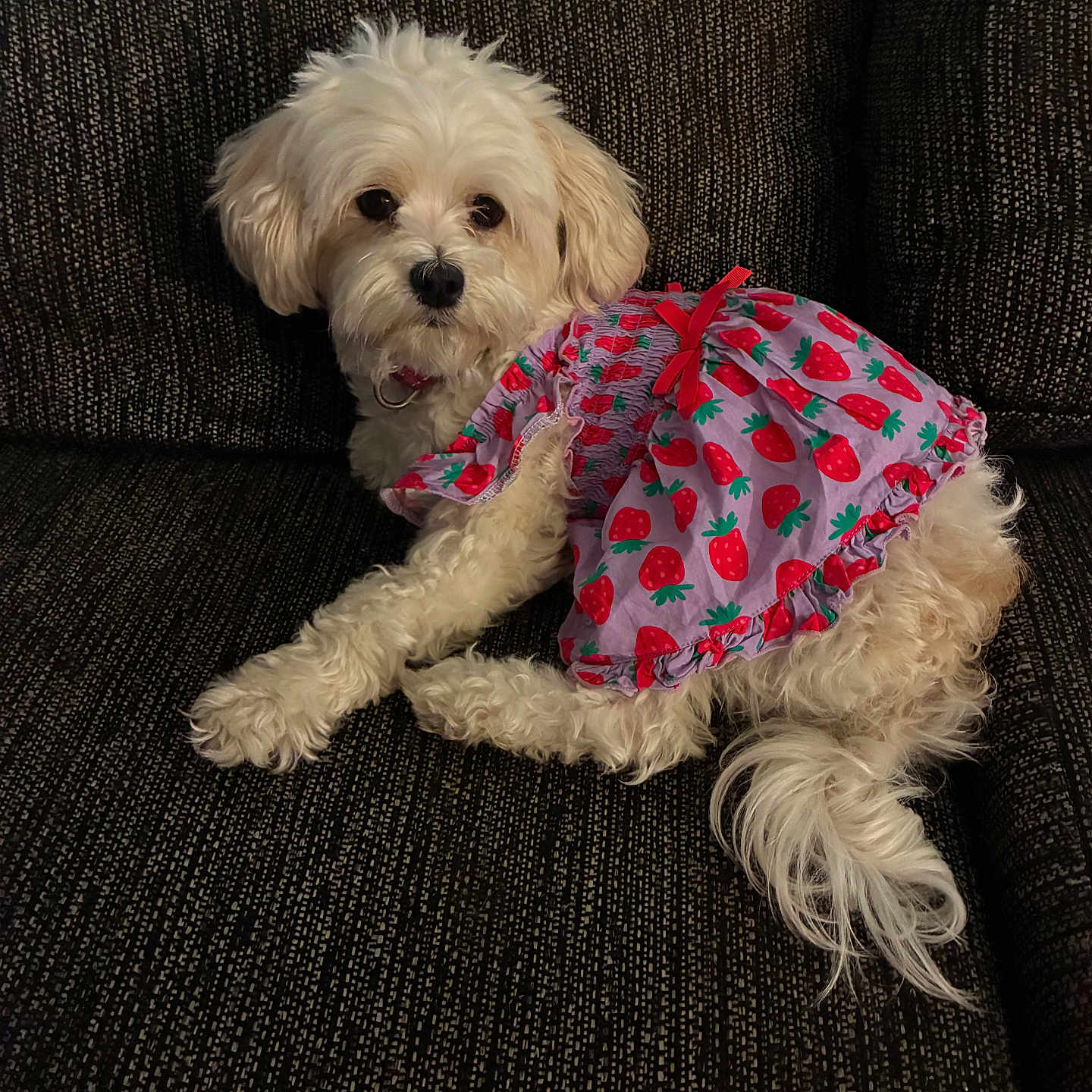 Lola is registered to the contest to win money with this photo: dog, white_dog, pet, dress, clothing, strawberry_pattern, bow, couch, furniture, indoor, cute, fluffy, small_dog, resting, animal, companion, fur, portrait, relaxed, domestic