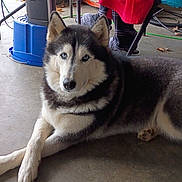 Denali is registered to the contest to win money with this photo: dog, siberian_husky, blue_eyes, pet, animal, fur, paw, floor, indoor, blanket, slippers, person, legs, chair, concrete, resting, crossed_paws, black_and_white_fur, domestic, companion