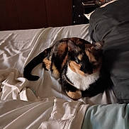 Sweetpea joined the competition — help win amazing prizes! cat, calico, bed, blanket, pillow, indoor, fur, animal, pet, resting, sleepy, cozy, feline, domestic, cute, whiskers, tail, relaxing, home, soft