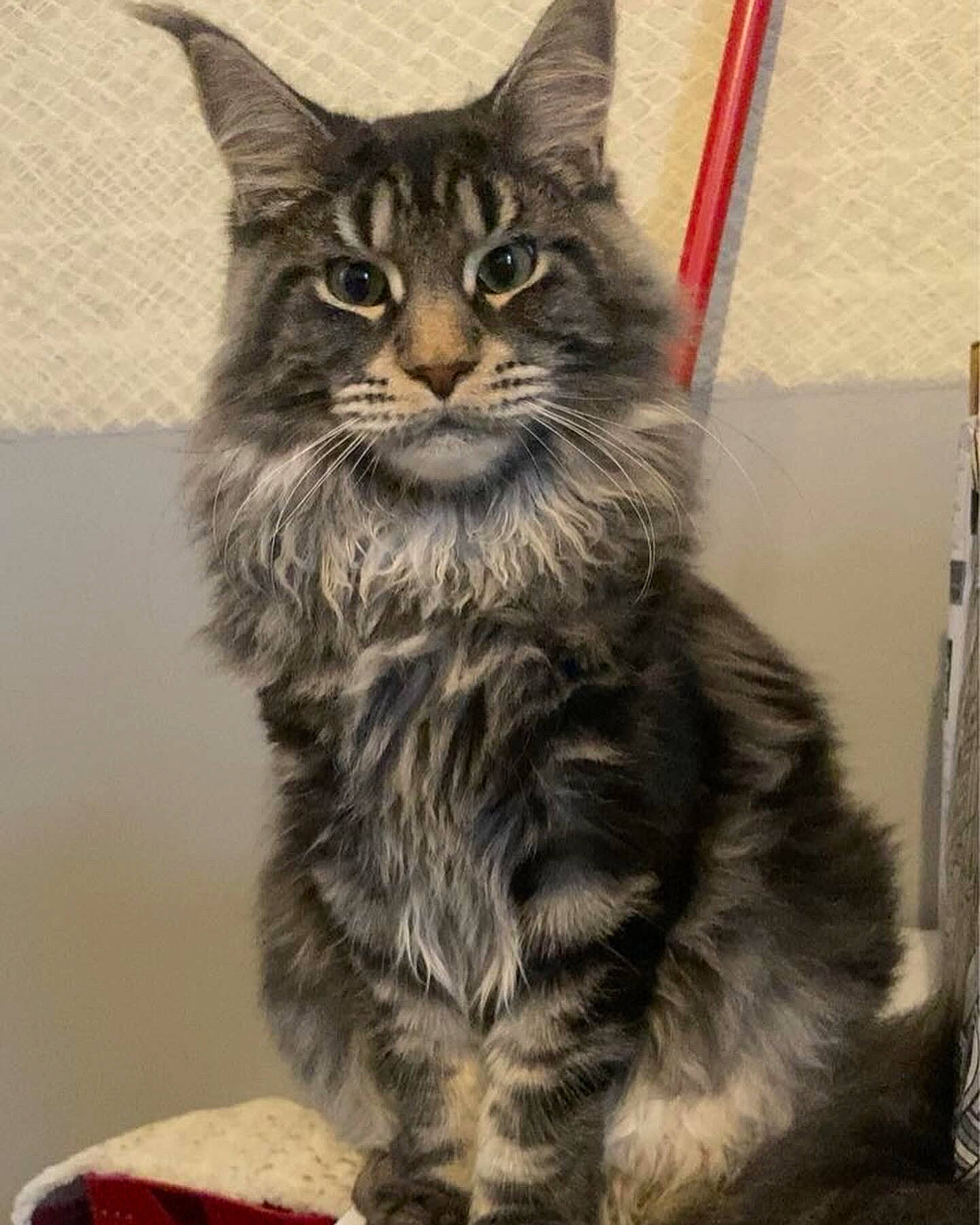 Kovu a rejoint le concours — aidez-le/la à gagner de superbes lots ! box, carnivore, cat, claw, domestic_short_haired_cat, felidae, fur, maine_coon, paw, siberian, small_to_medium_sized_cats, snout, tail, terrestrial_animal, whiskers