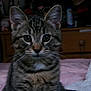 kitten, tabby, cat, pet, indoor, feline, whiskers, ears, bedroom, blanket, furniture, curious, young, animal, domestic, soft, closeup, portrait, cute, fur