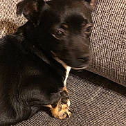 Emma joined the competition — help win amazing prizes! dog, small_dog, black_dog, tan_paws, couch, gray_couch, indoor, pet, animal, fur, ears, looking, resting, close_up, texture, furniture, companion, canine, home, relaxed