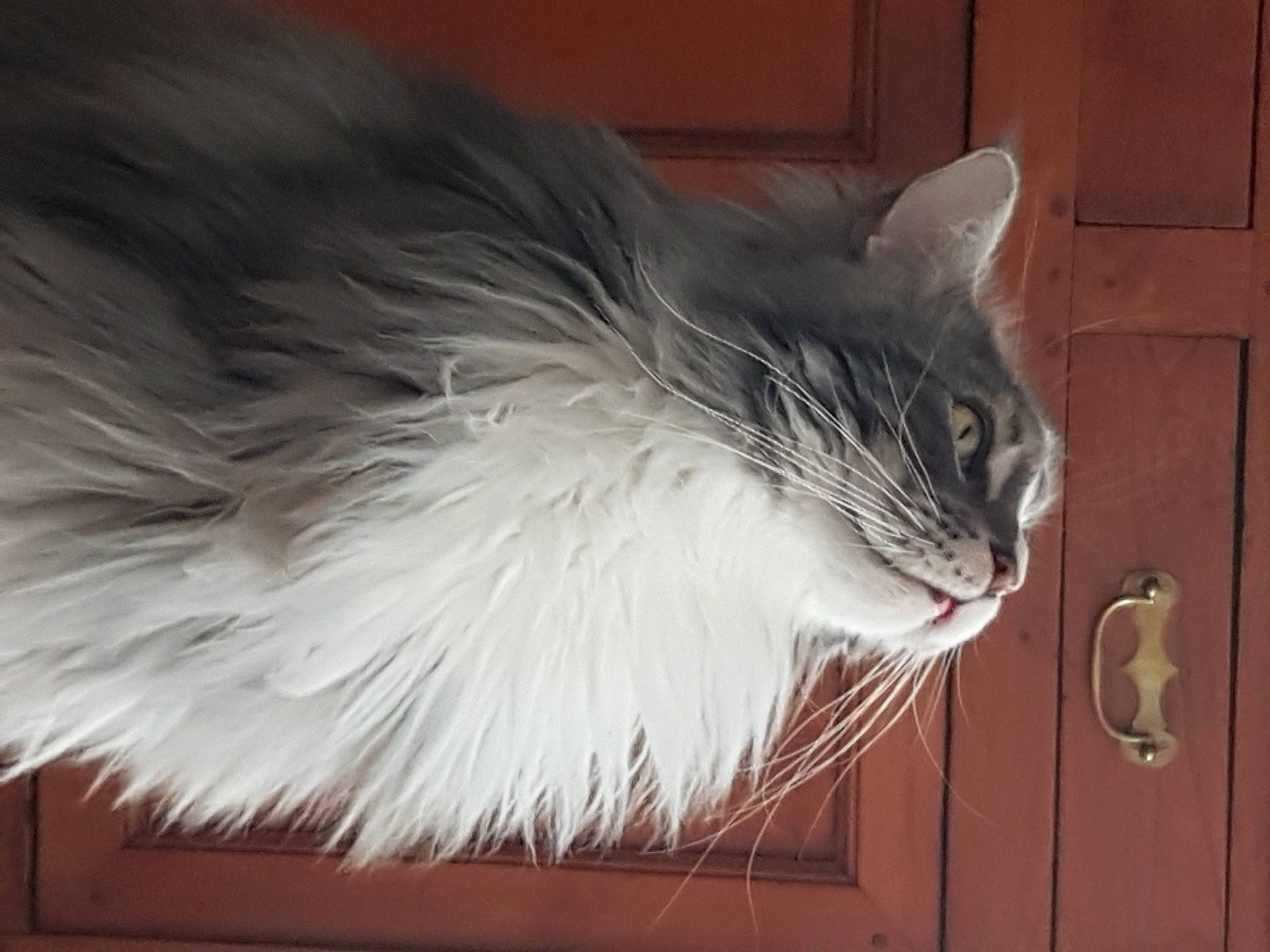 Negan a rejoint le concours — aidez-le/la à gagner de superbes lots ! art, carnivore, cat, domestic_short_haired_cat, feather, felidae, flooring, fur, grey, hardwood, laminate_flooring, paw, plant, small_to_medium_sized_cats, snout, tail, whiskers, window, wing, wood