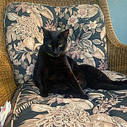 Roux joined the competition — help win amazing prizes! animal, black_cat, cat, chair, collar, cushion, domestic_animal, feline, floral_pattern, fur, indoor, pet, porch, relaxed, resting, sitting, warning_sign, wicker, window, yellow_eyes