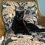 animal, black_cat, cat, chair, collar, cushion, domestic_animal, feline, floral_pattern, fur, indoor, pet, porch, relaxed, resting, sitting, warning_sign, wicker, window, yellow_eyes