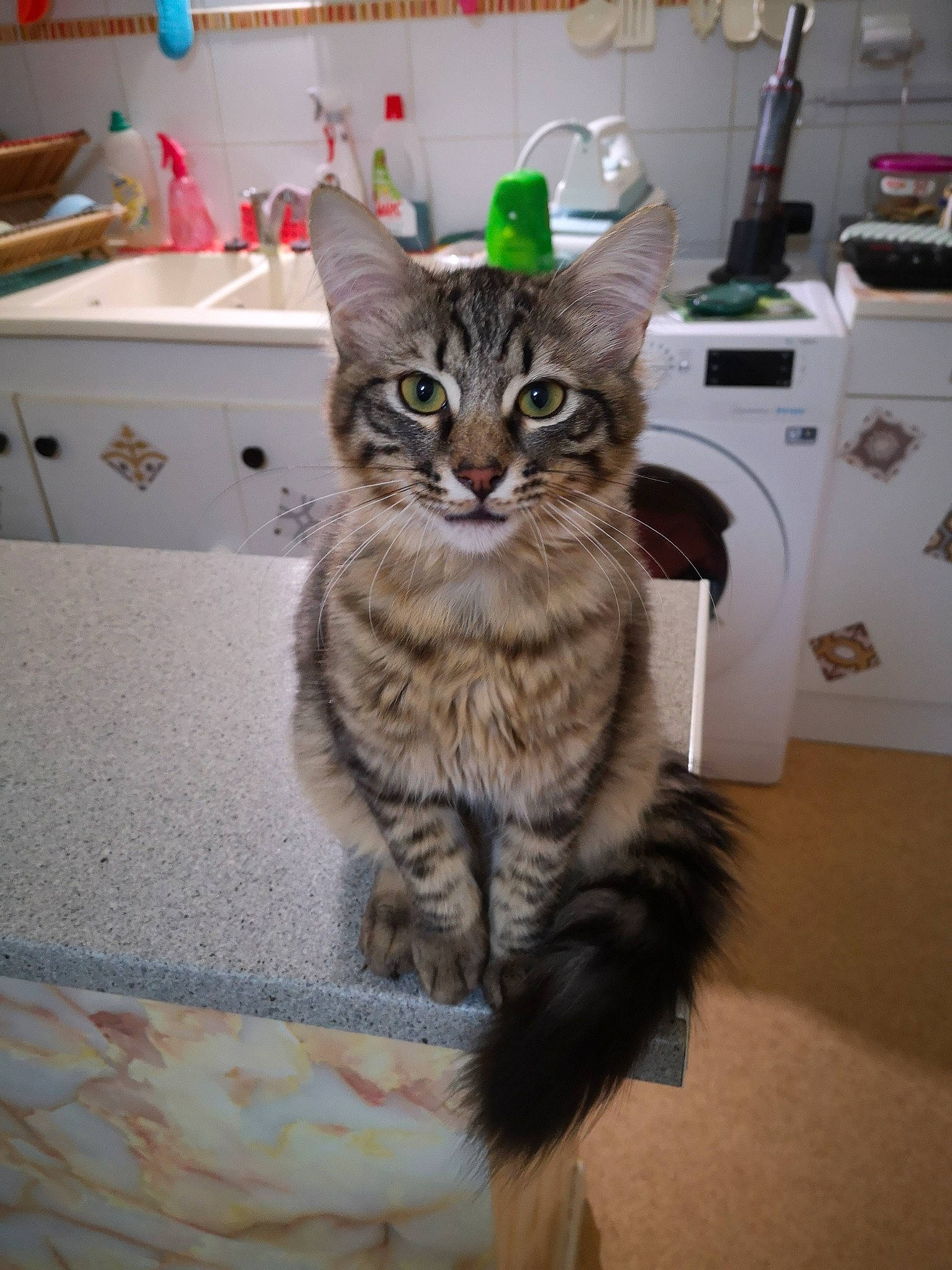 Sinba participe au concours pour gagner de l'argent avec cette photo : carnivore, cat, domestic_short_haired_cat, felidae, flooring, fur, kitchen_appliance, paw, sitting, small_to_medium_sized_cats, snout, tail, terrestrial_animal, whiskers