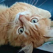 Rayman participe au concours pour gagner de l'argent avec cette photo :