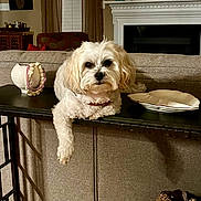 Nina Simone is registered to the contest to win money with this photo: animal, brown, carpet, ceramic_teeth, couch, cozy, curtains, decor, dog, fireplace, furniture, home, indoor, living_room, painting, pet, plate, relaxed, table, white_dog