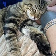Thygrhou participe au concours pour gagner de l'argent avec cette photo : animal, blanket, cat, close_up, comfort, cozy, feline, fur, home, indoor, nap, paw, person, relaxation, rest, sleeping_cat, sleeping_person, soft_texture, tabby_cat, tattoo