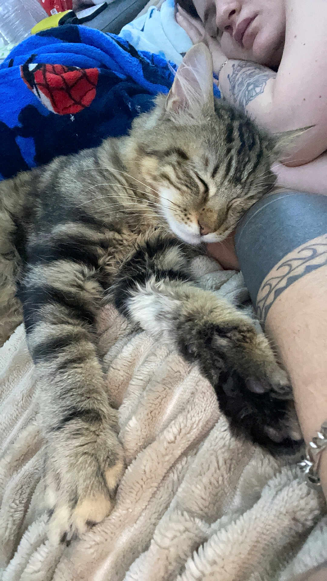 Thygrhou participe au concours pour gagner de l'argent avec cette photo : animal, blanket, cat, close_up, comfort, cozy, feline, fur, home, indoor, nap, paw, person, relaxation, rest, sleeping_cat, sleeping_person, soft_texture, tabby_cat, tattoo