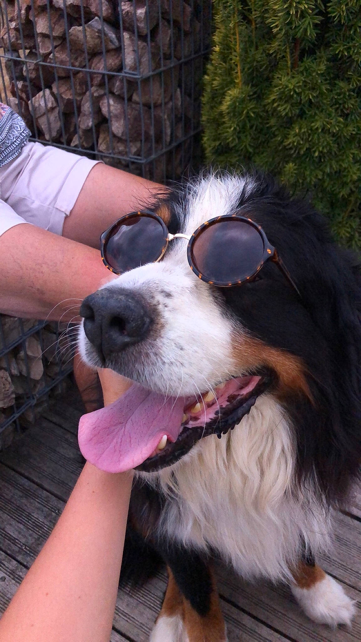 Gribouille a rejoint le concours — aidez-le/la à gagner de superbes lots ! australian_shepherd, bernese_mountain_dog, border_collie, canidae, carnivore, companion_dog, dog, dog_breed, english_shepherd, mammal, miniature_australian_shepherd, nose, snout, sporting_group, tornjak, working_dog