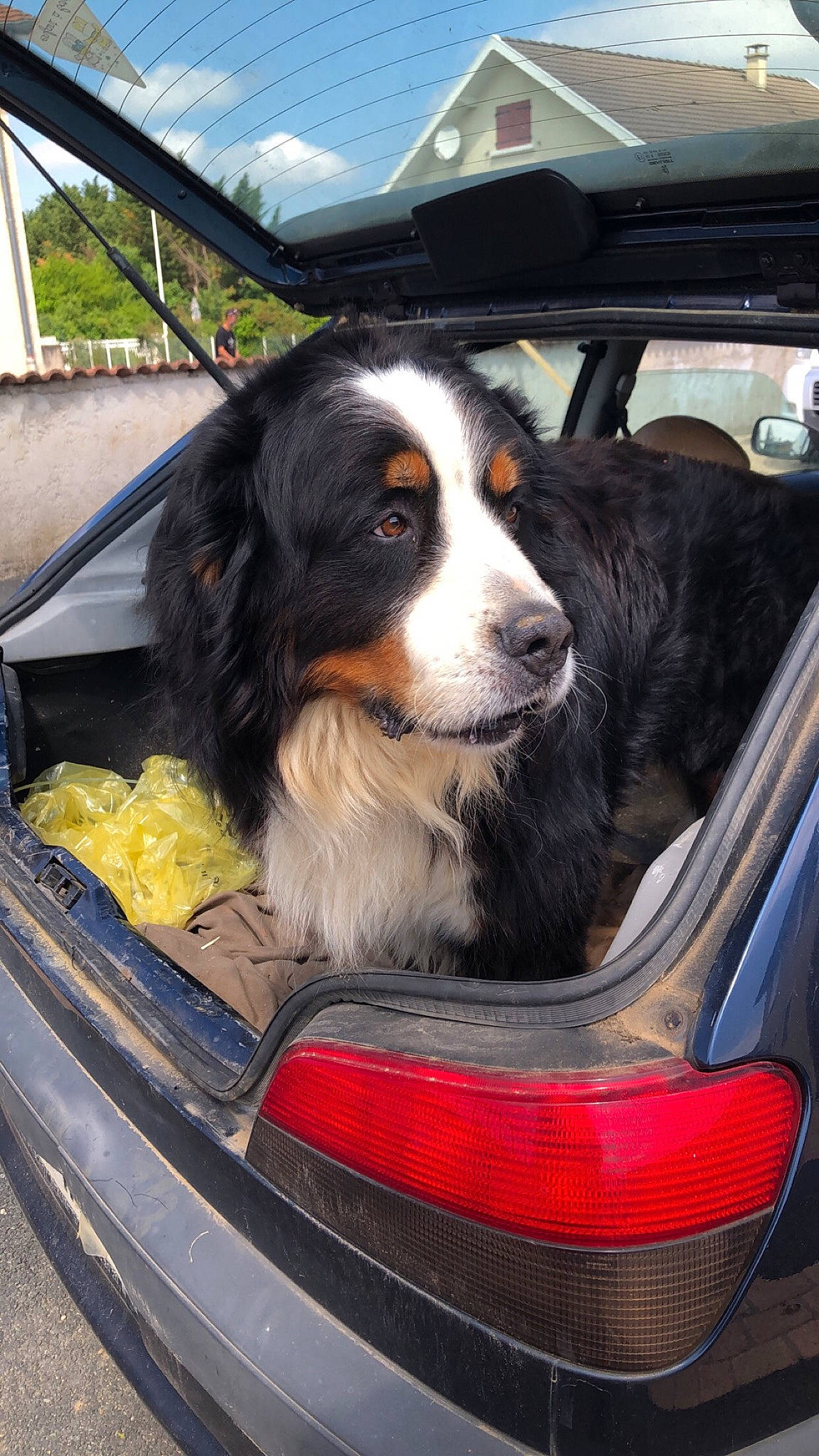 Gribouille participe au concours pour gagner de l'argent avec cette photo : bernese_mountain_dog, canidae, car, carnivore, companion_dog, dog, dog_breed, mammal, sporting_group, vehicle, vertebrate, working_dog