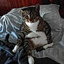Spirit joined the competition — help win amazing prizes! cat, tabby, white_paws, white_belly, sitting, bed, blanket, indoor, pet, feline, relaxed, looking_at_camera, fur, whiskers, ears, animal, cozy, cute, domestic_cat, resting