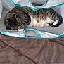 Spirit joined the competition — help win amazing prizes! cat, tabby_cat, sleeping, laundry_basket, mesh, teal_trim, brown_blanket, pet, animal, indoor, resting, cozy, fur, whiskers, paw, tail, domestic_cat, cute, relaxation, nap