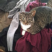 Spirit joined the competition — help win amazing prizes! cat, tabby, clothing, pile, indoor, furniture, fabric, pet, animal, striped, fur, whiskers, eyes, looking, cozy, relaxed, household, soft, texture, casual