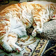 Cricket is registered to the contest to win money with this photo: cat, orange_cat, white_fur, fluffy, sleeping, carpet, patterned_rug, paws, relaxed, indoor, pet, cozy, feline, mammal, animal, resting, cute, domestic_cat, whiskers, soft_fur