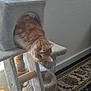 Cricket joined the competition — help win amazing prizes! cat, cat_tree, orange_tabby, indoor, window_light, curious, feline, pet_toy, purple_toy, patterned_rug, wall, sunlight, cozy, animal, fur, playful, home, pet, resting, texture