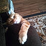 Cricket is registered to the contest to win money with this photo: cat, ginger_cat, paw, stretching, couch, cushion, rug, wooden_floor, indoor, pet, animal, curious, claw, feline, whiskers, closeup, relaxed, home, flooring, carpet