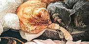 Cricket joined the competition — help win amazing prizes! cat, orange_cat, gray_cat, pet_bed, stuffed_animal, folded_clothes, carpet, indoor, sleeping, cozy, domestic, animal, feline, resting, cute, closeup, two_cats, soft_texture, home, relaxation