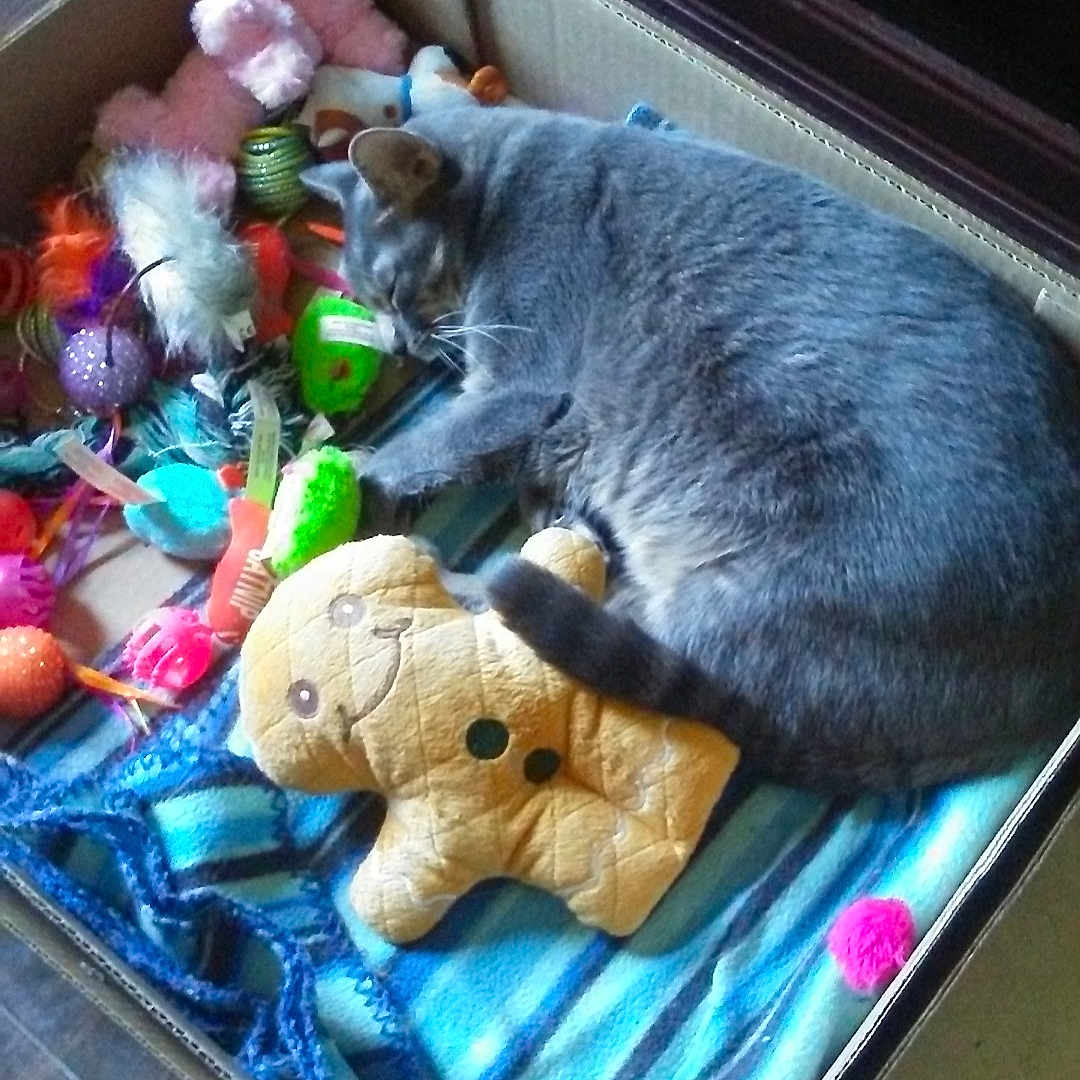 Dribbles is registered to the contest to win money with this photo: blanket, cardboard_box, cat, colorful, cozy, cute, feline, floor, gingerbread_man, gray_cat, indoor, nap, pet, plush_toy, relaxed, sleeping, soft_toys, striped_blanket, toys, wood_floor