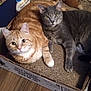 Dribbles is registered to the contest to win money with this photo: cat, orange_tabby, gray_cat, pets, cardboard_box, floor, plush_toy, indoor, feline, cute, animal, domestic_animal, relaxed, lying_down, pair, whiskers, fur, ears, eyes, companions