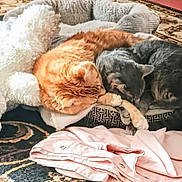 Dribbles is registered to the contest to win money with this photo: cat, orange_cat, gray_cat, pet_bed, stuffed_animal, folded_clothes, carpet, indoor, sleeping, cozy, domestic, animal, feline, resting, cute, closeup, two_cats, soft_texture, home, relaxation