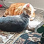 Dribbles is registered to the contest to win money with this photo: cat, orange_cat, gray_cat, indoor, rug, scratcher, floor, pet, animal, feline, licking, affection, domestic_animal, cozy, sunlight, home, resting, cute, companion, fur