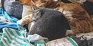 Pumpkin is registered to the contest to win money with this photo: cat, sleeping, cozy, blanket, clothing, table, indoor, fur, pet, resting, nap, pile, striped, orange_cat, gray_cat, soft, home, comfort, feline, relaxation