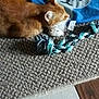 cat, ginger_cat, carpet, blue_cloth, animal_face_print, rope_toy, indoor, pet, feline, floor, texture, toy, playful, relaxing, orange_fur, closeup, lying_down, domestic_cat, cozy, home
